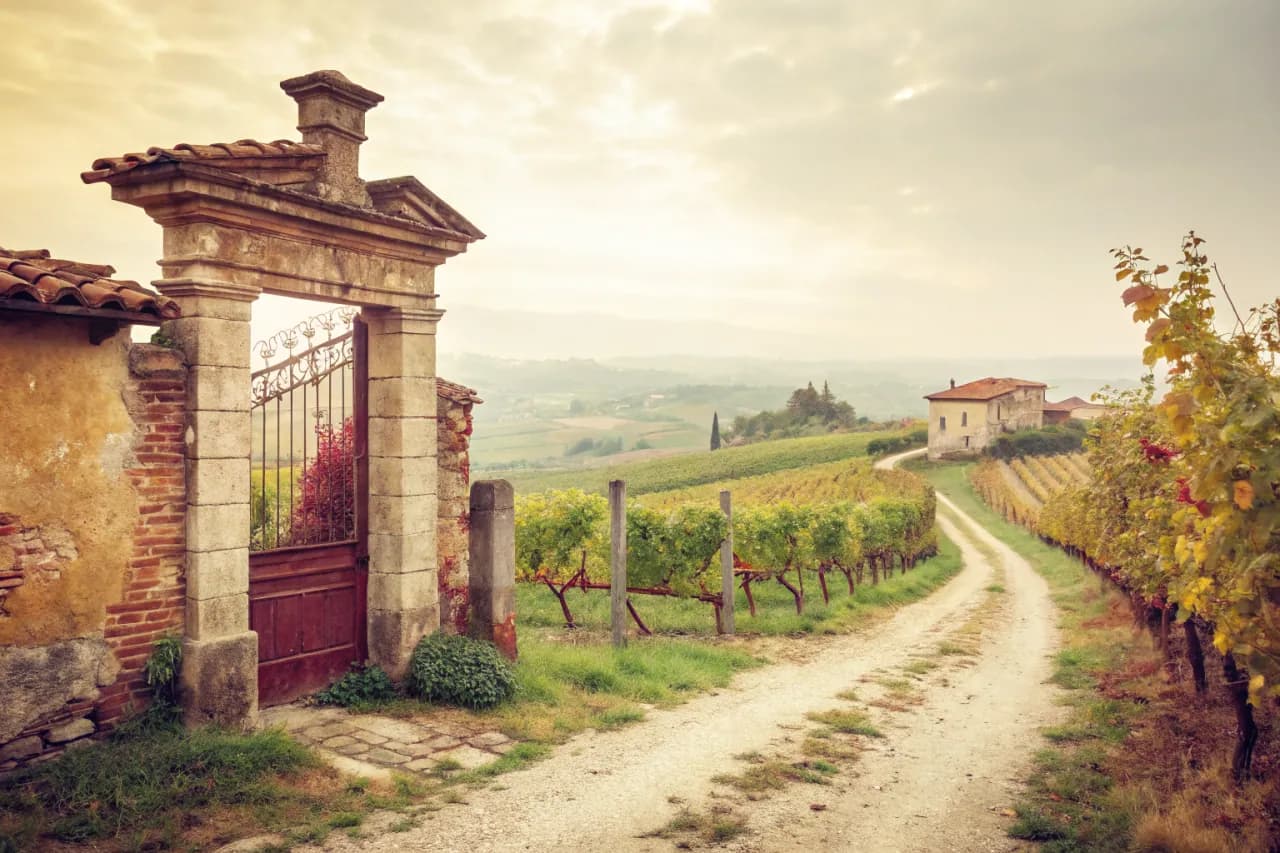 Vineyards of Vietti