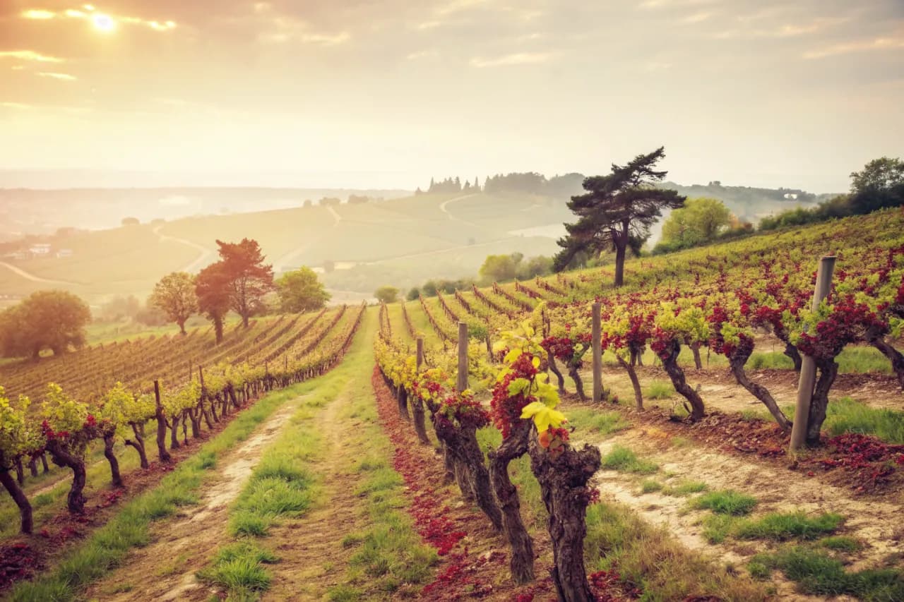 Vineyards of Wynns Coonawarra Estate
