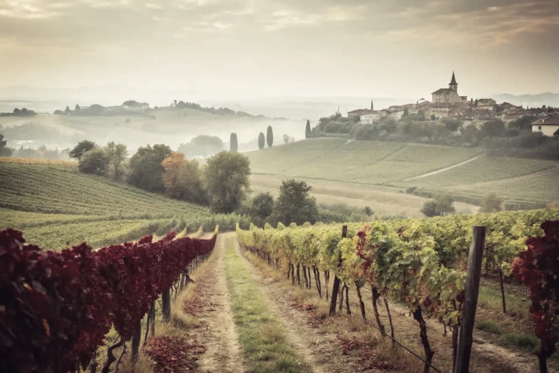 Vineyards of Bruno Giacosa