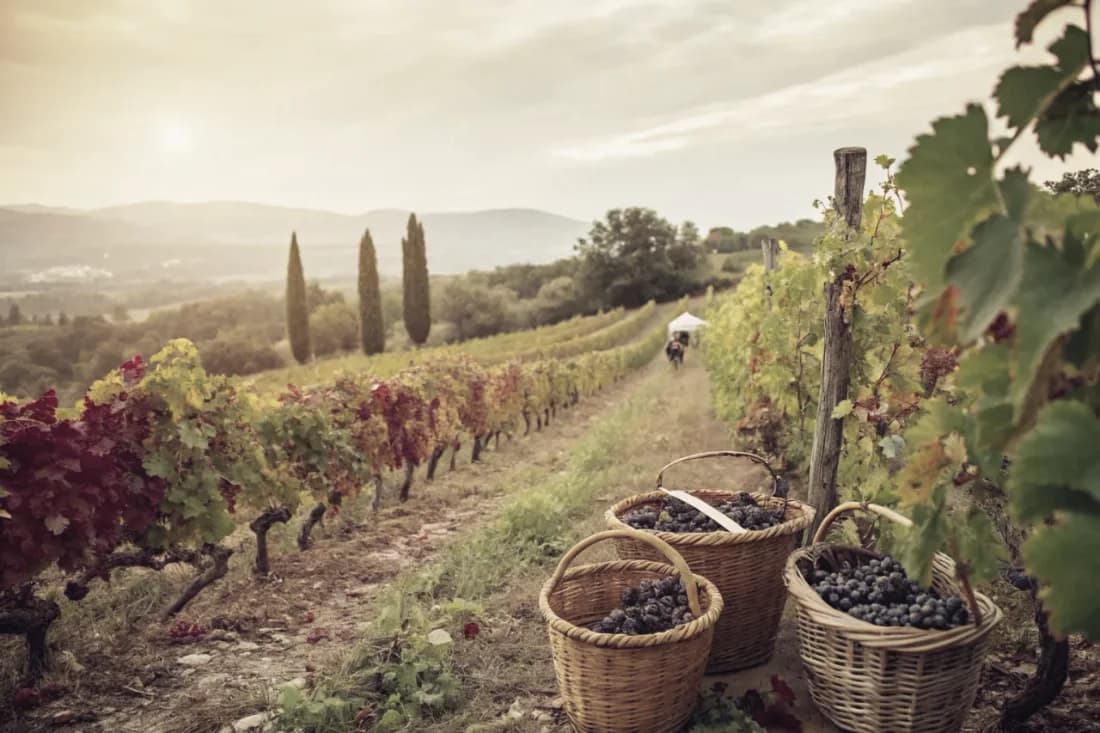 Vineyards of Château d'Esclans