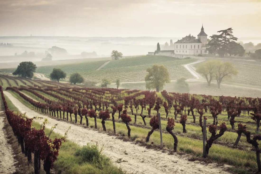 Vineyards of Château Lafite Rothschild