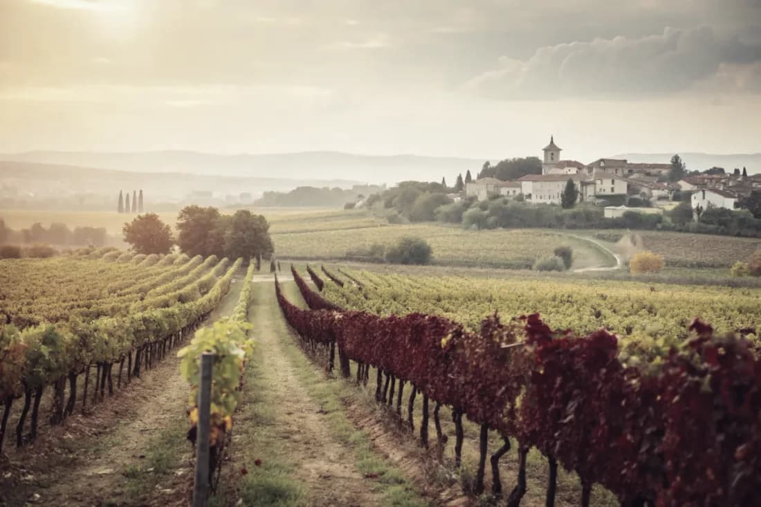 Vineyards of Concha y Toro (Don Melchor)