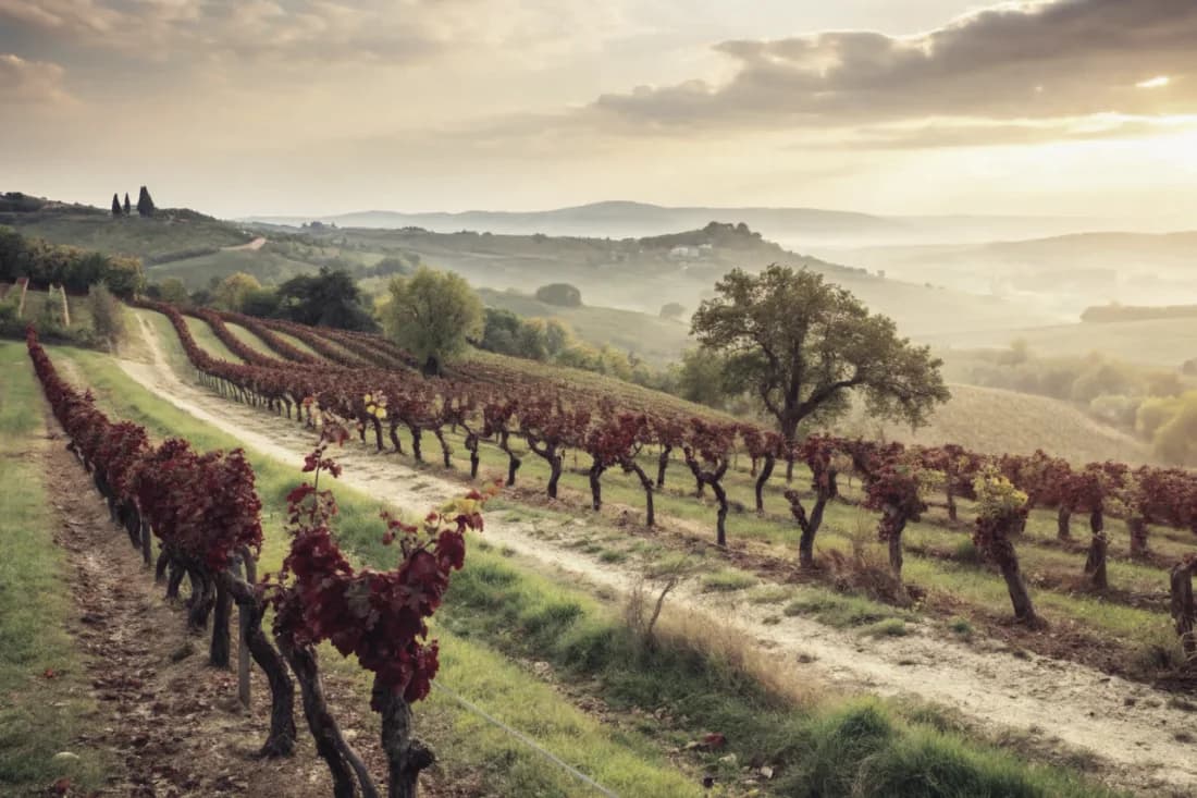 Vineyards of COS