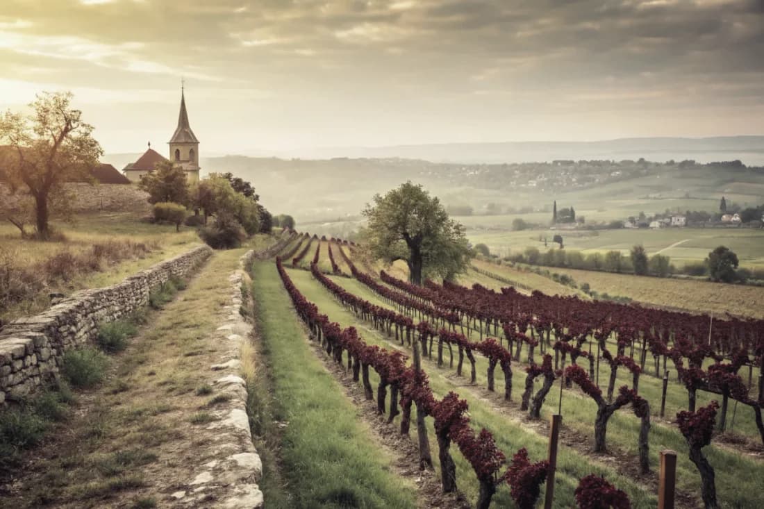 Vineyards of Domaine Armand Rousseau