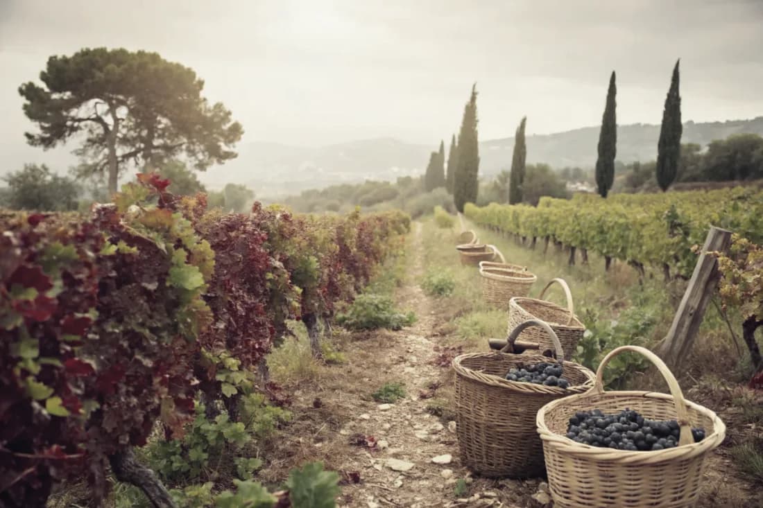 Vineyards of Domaine Hauvette