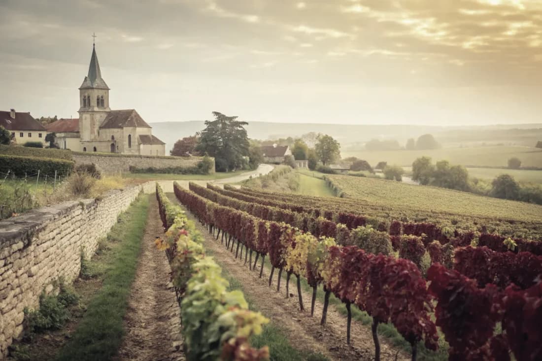 Vineyards of Domaine Leroy