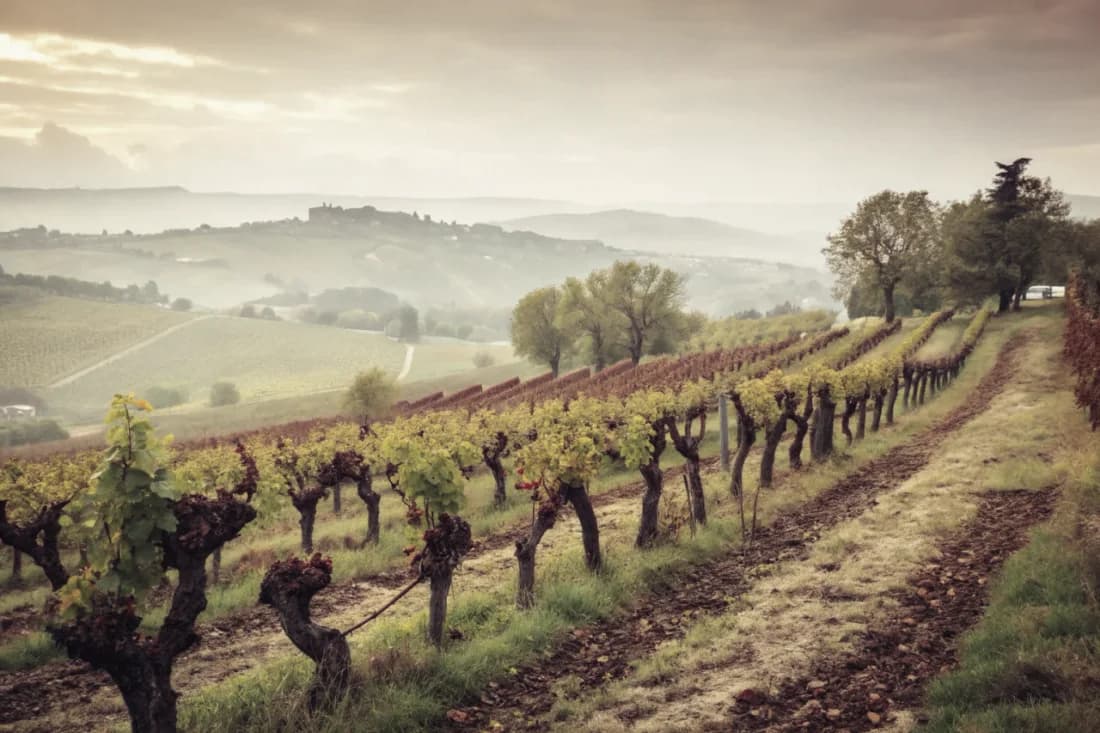 Vineyards of Domaine Sigalas