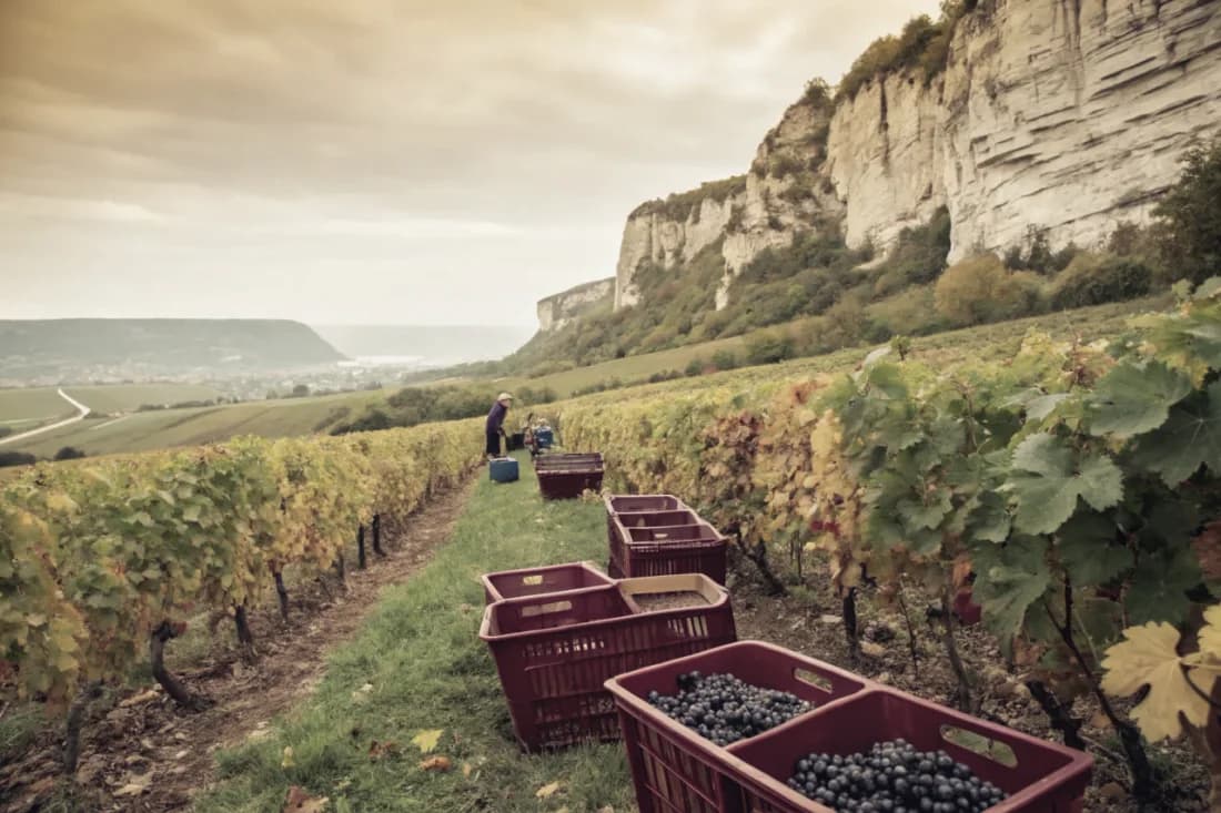 Vineyards of Domaine Tissot (Stéphane Tissot)