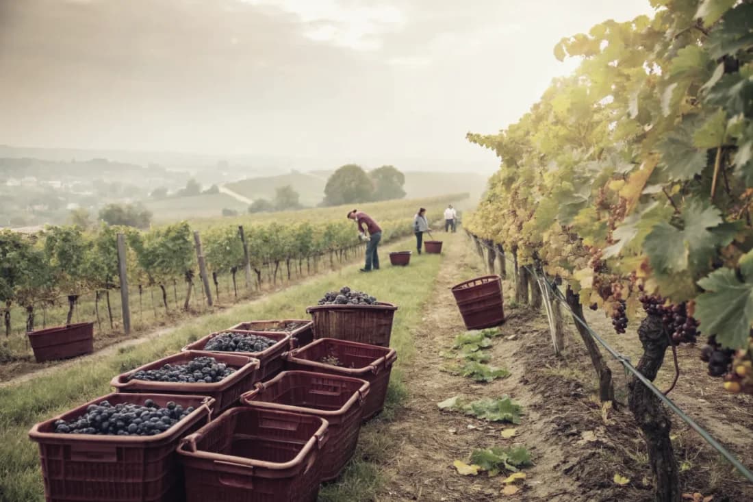 Vineyards of Dönnhoff