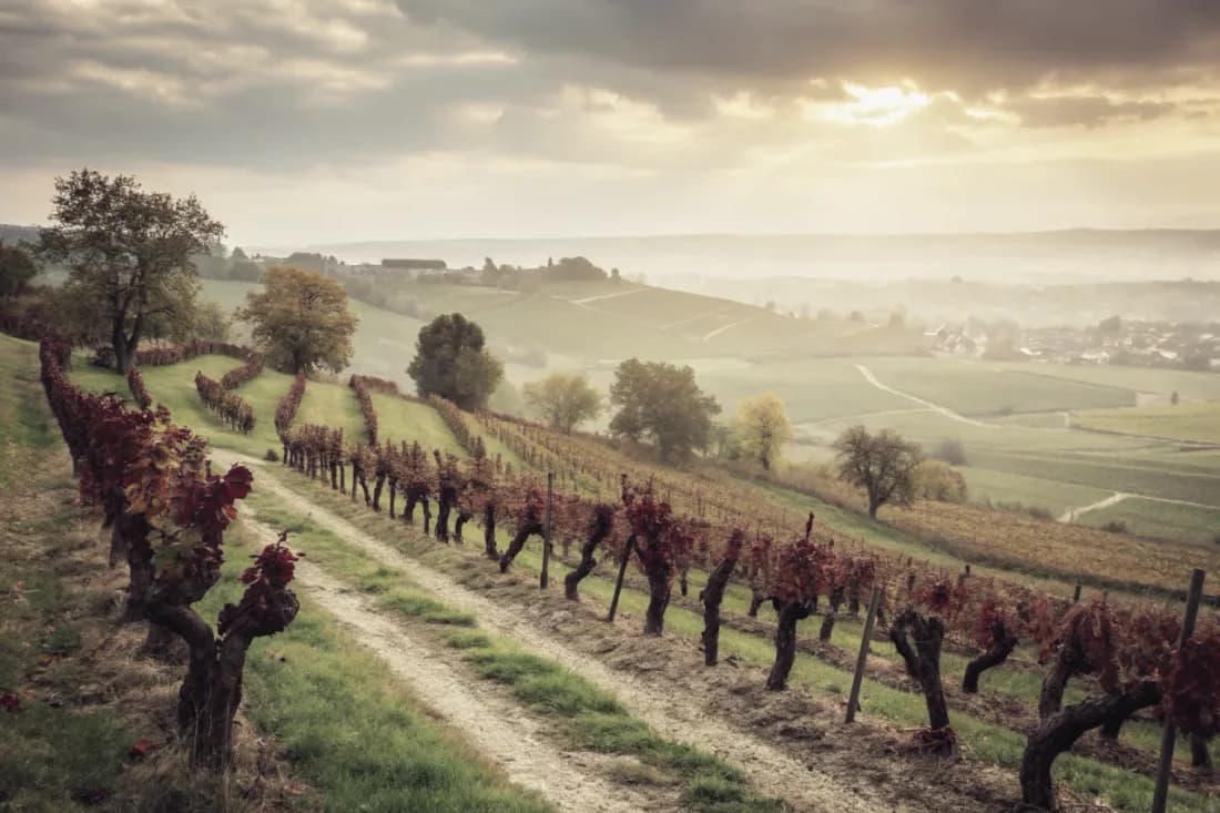 Vineyards of Egon Müller (Scharzhof)