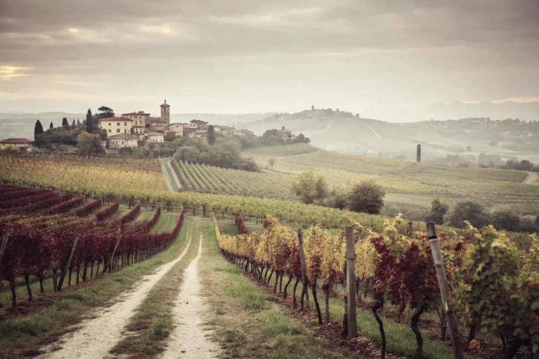 Vineyards of Giacomo Conterno