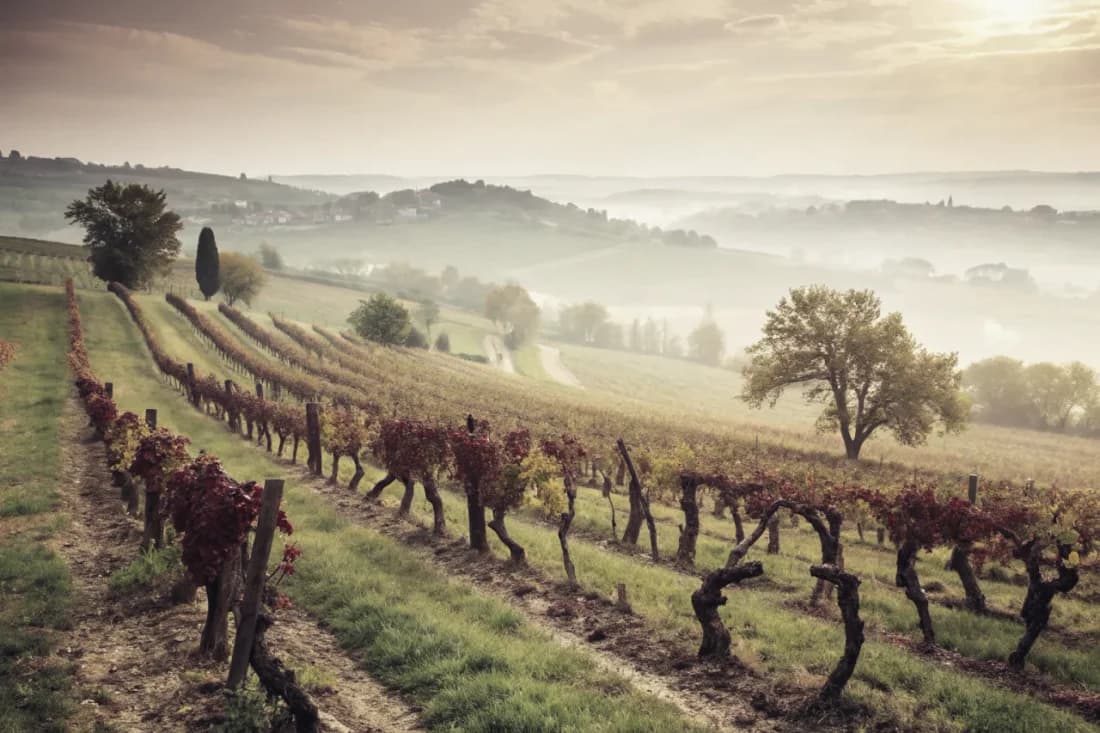 Vineyards of Greywacke