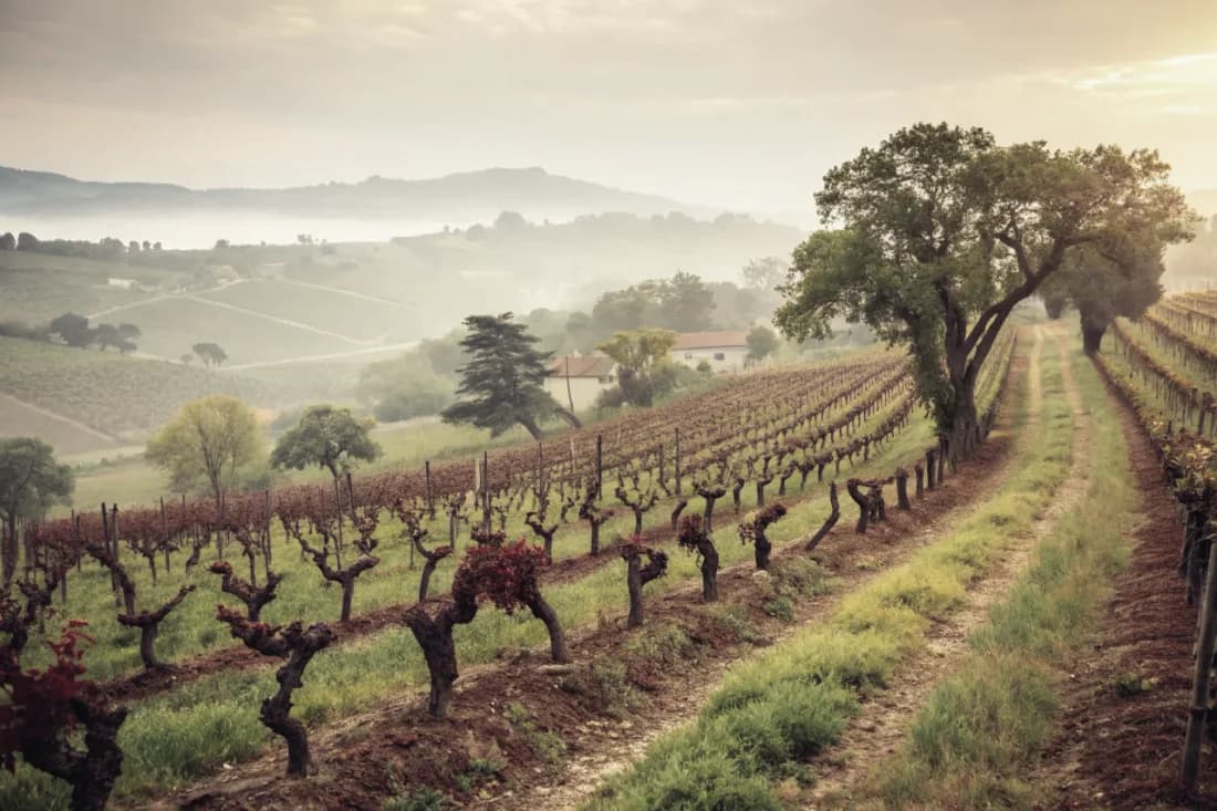 Vineyards of Klein Constantia