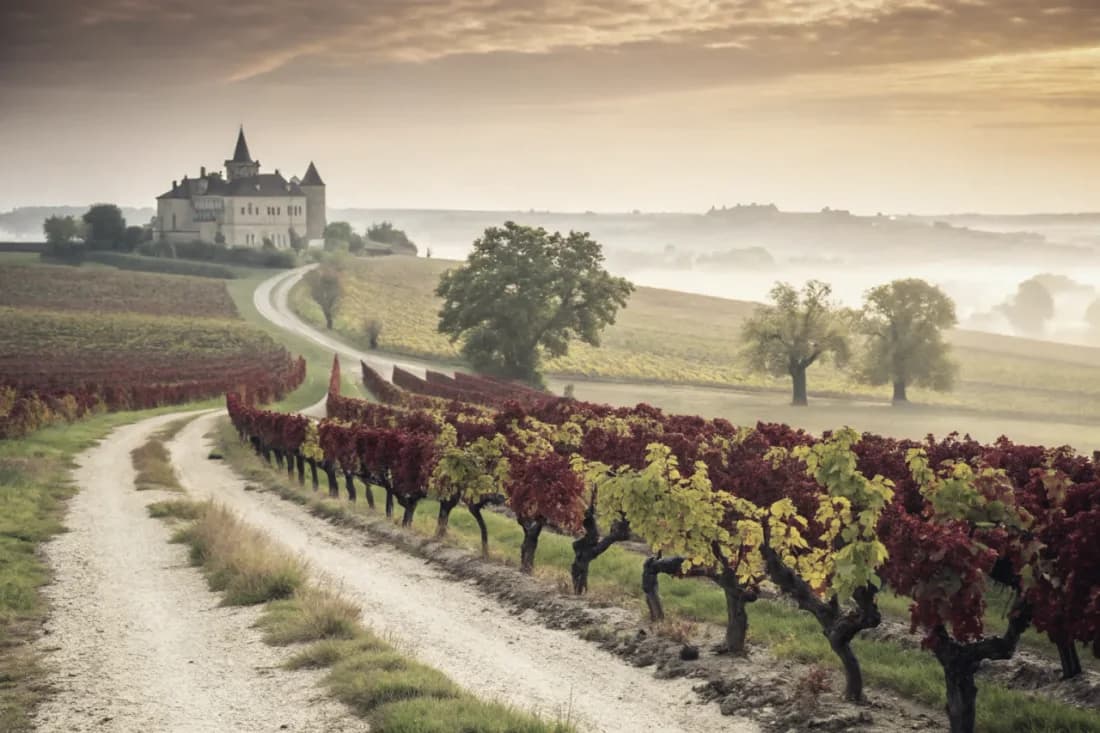 Vineyards of Pétrus