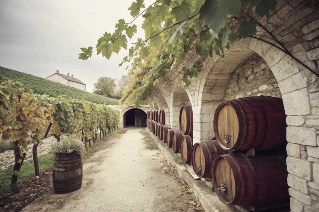 Vineyards of Radikon
