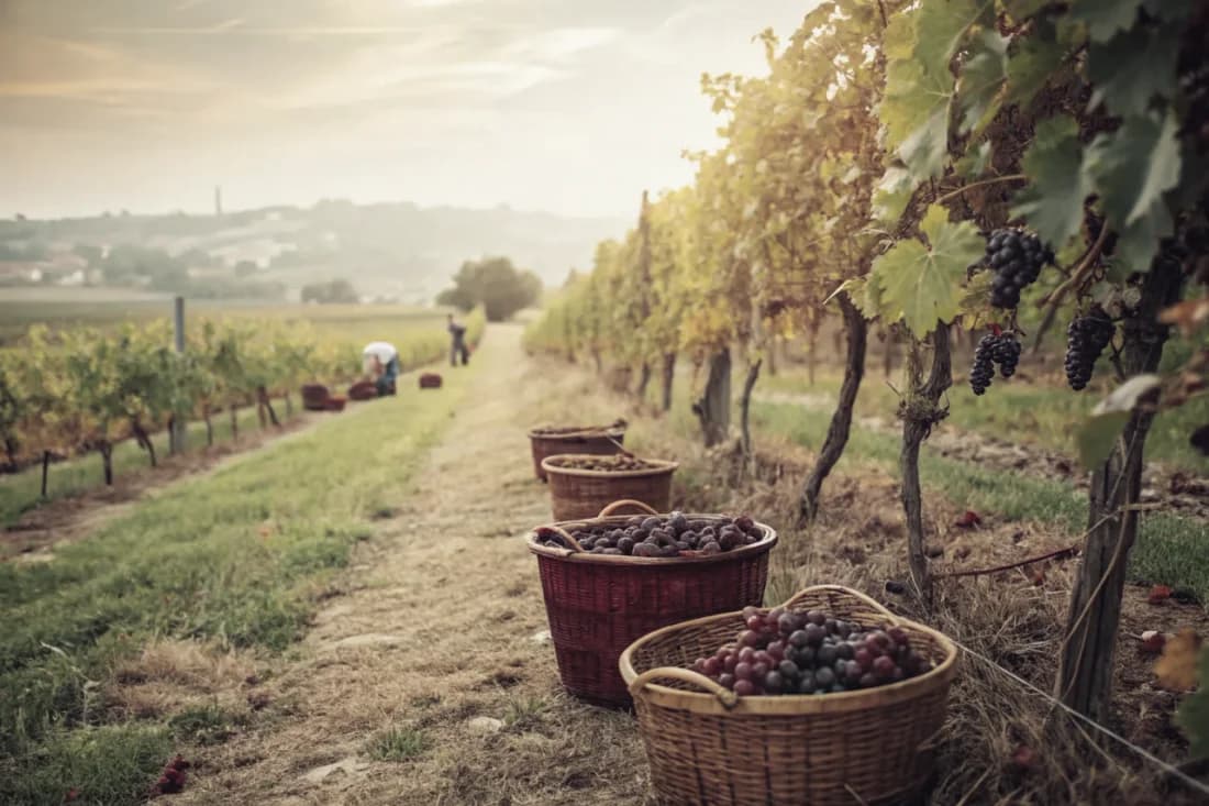 Vineyards of Tyrrell's