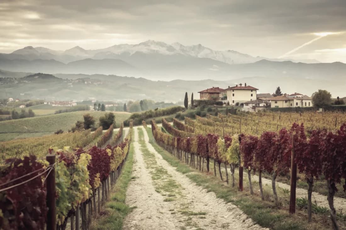 Vineyards of Valentini
