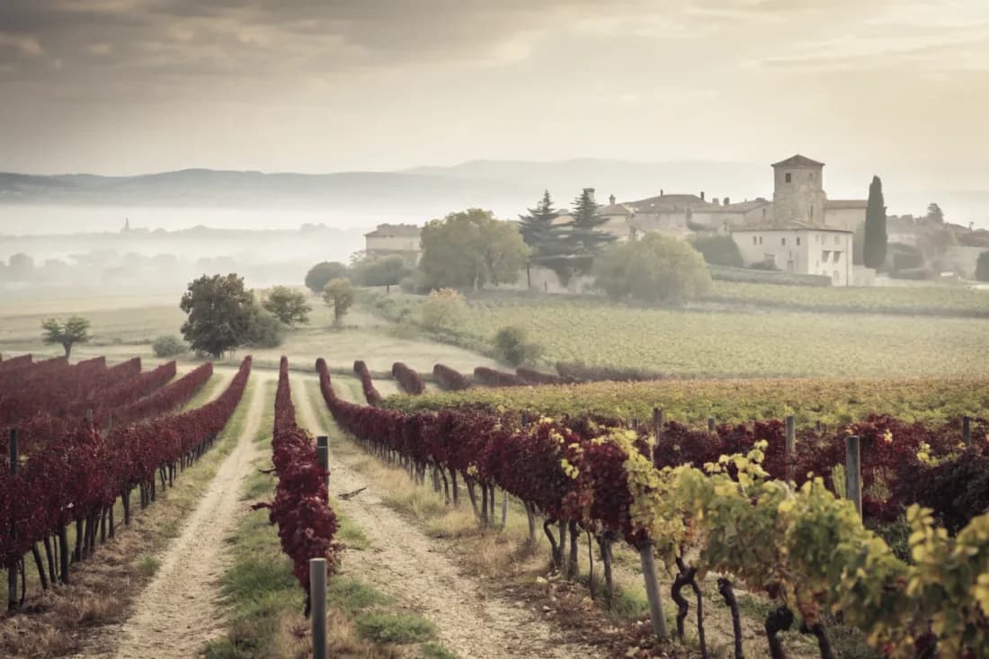 Vineyards of Vega Sicilia
