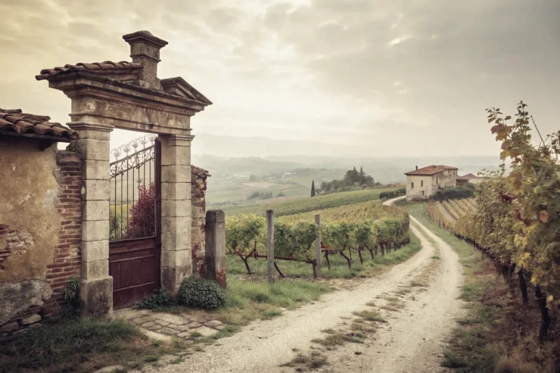 Vineyards of Vietti