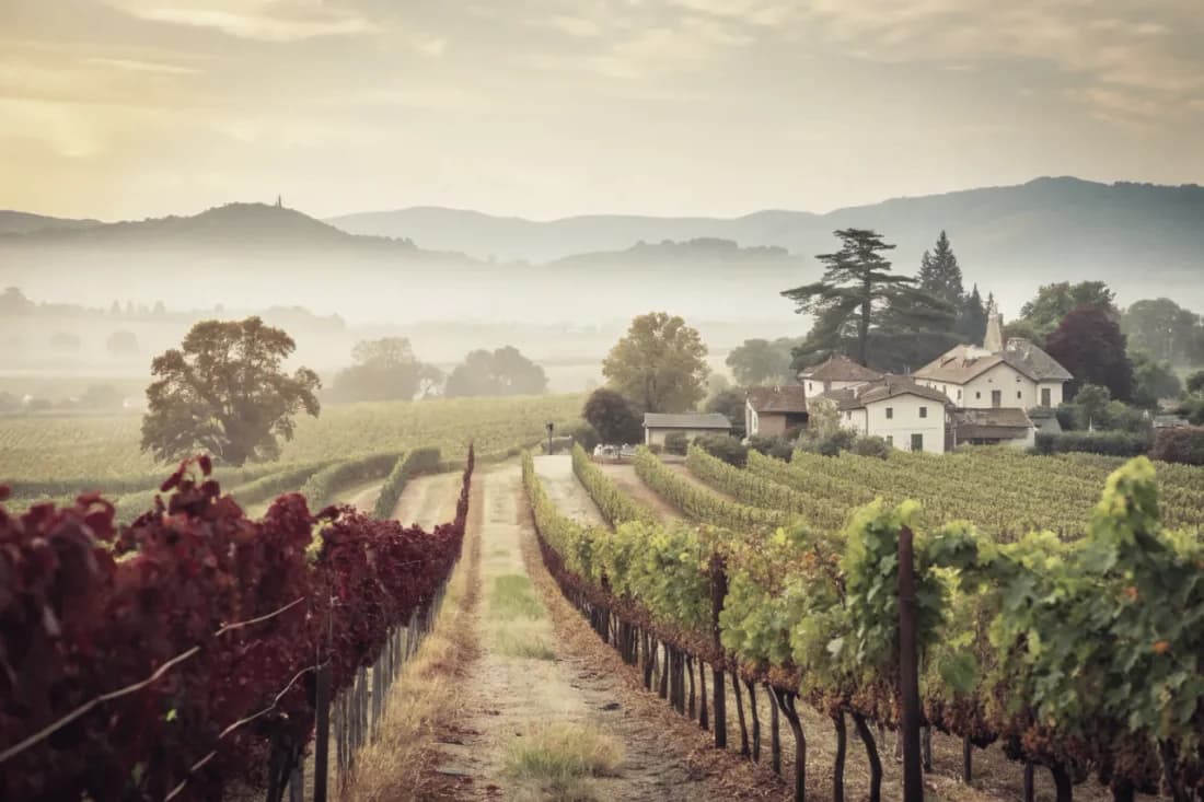 Vignobles de Williams Selyem