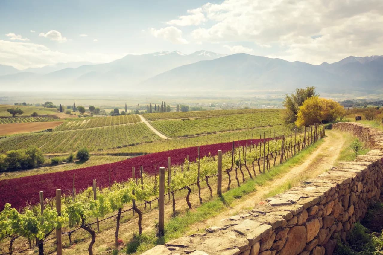 Vineyards of Aconcagua