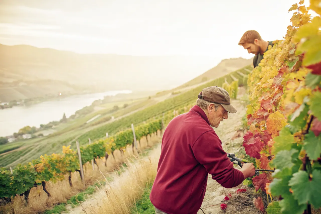 Vineyards of Central Otago