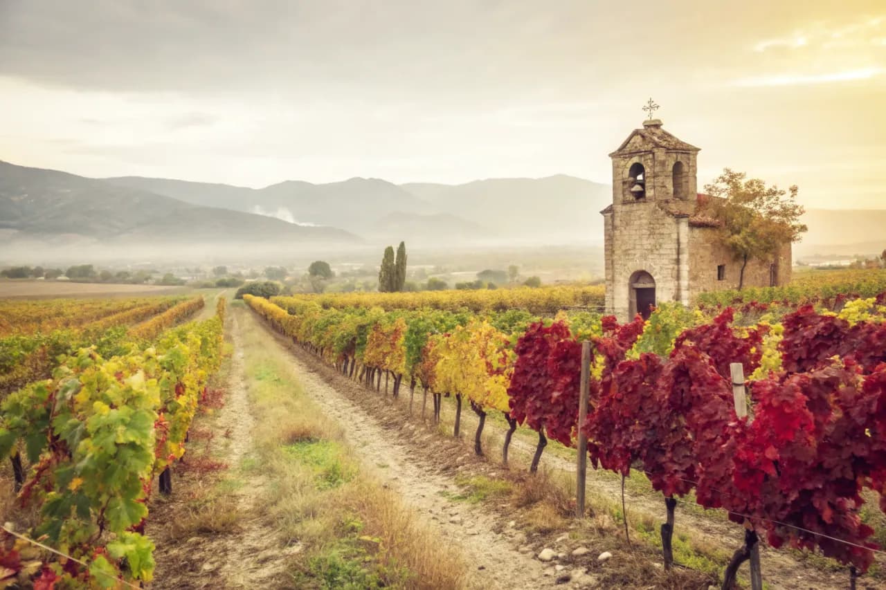 Vineyards of Colchagua