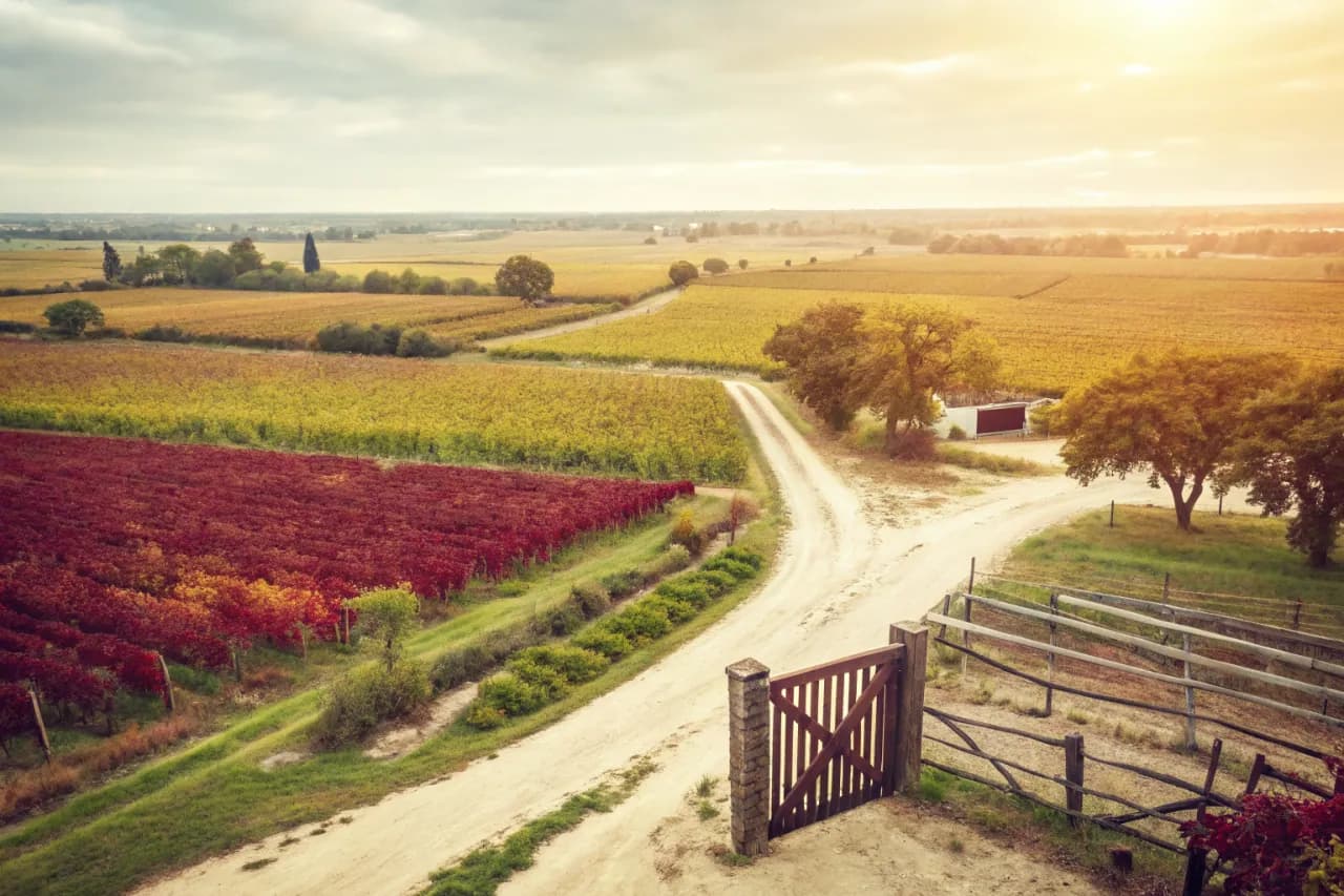 Vineyards of Colonia