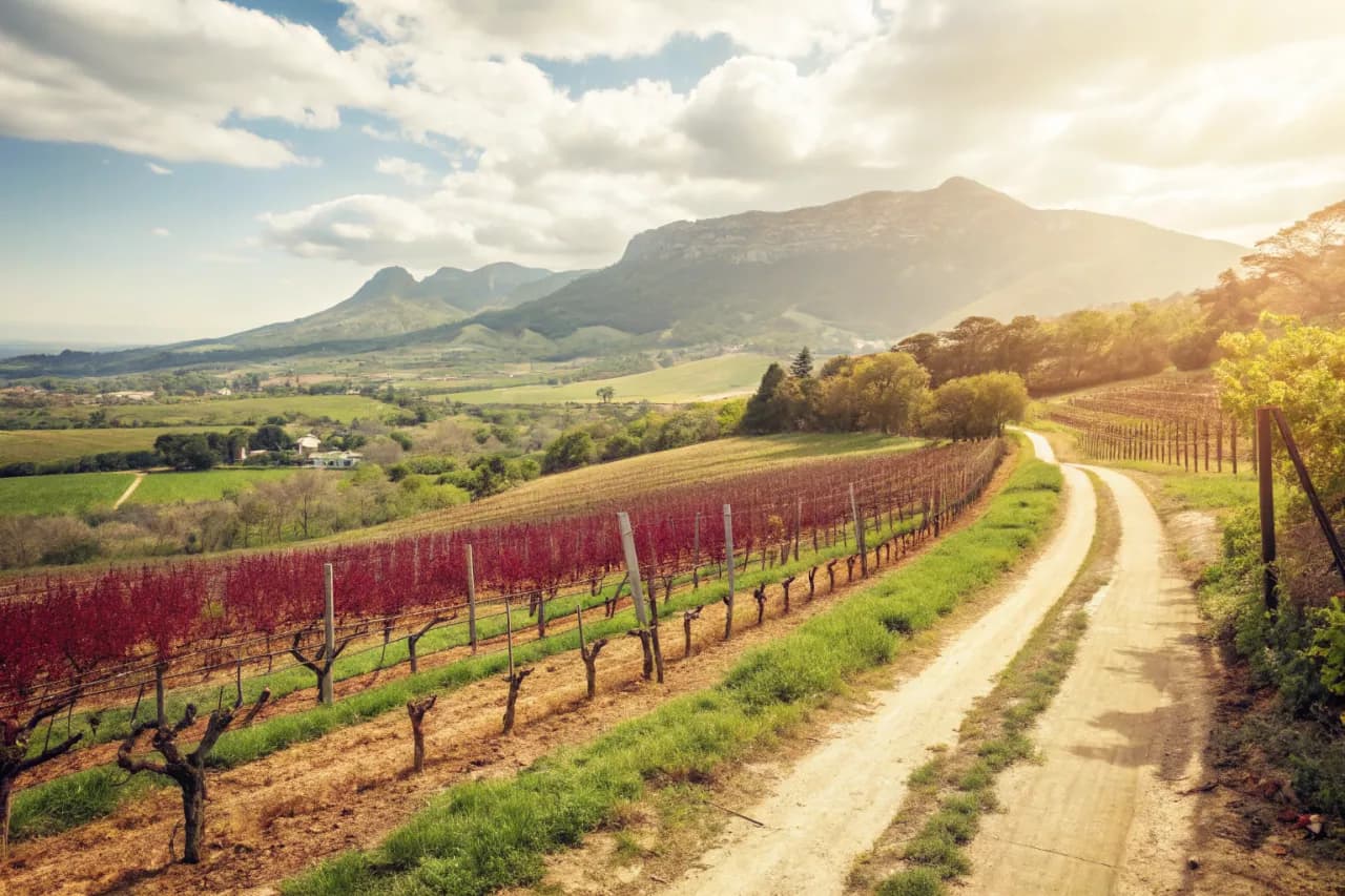 Vineyards of Constantia