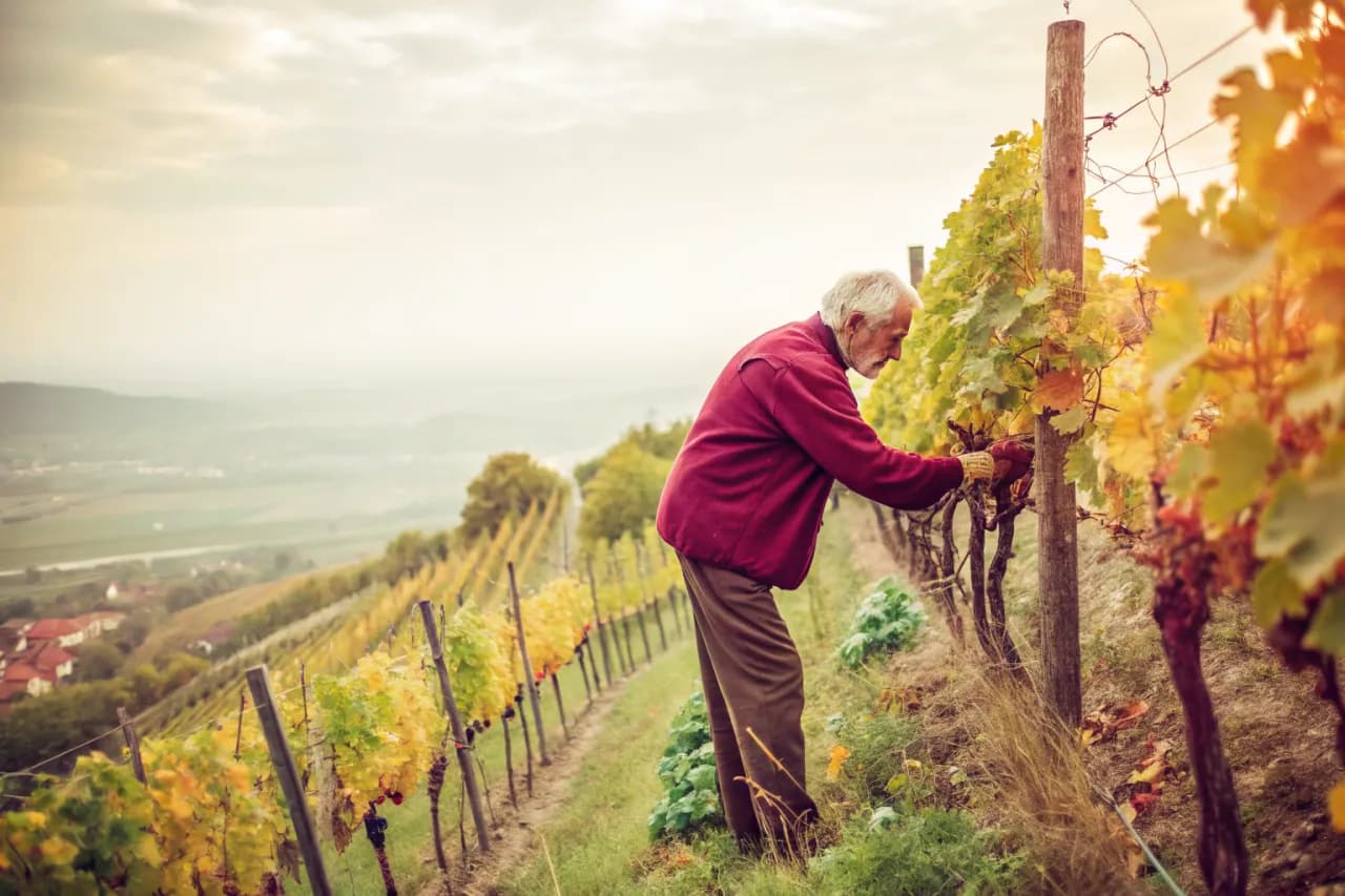 Vineyards of Eger
