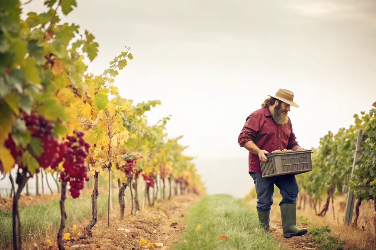 Vineyards of Hunter Valley