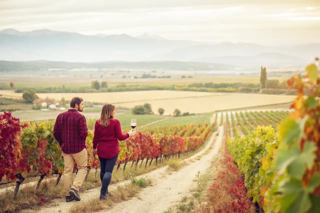 Vineyards of Patagonia