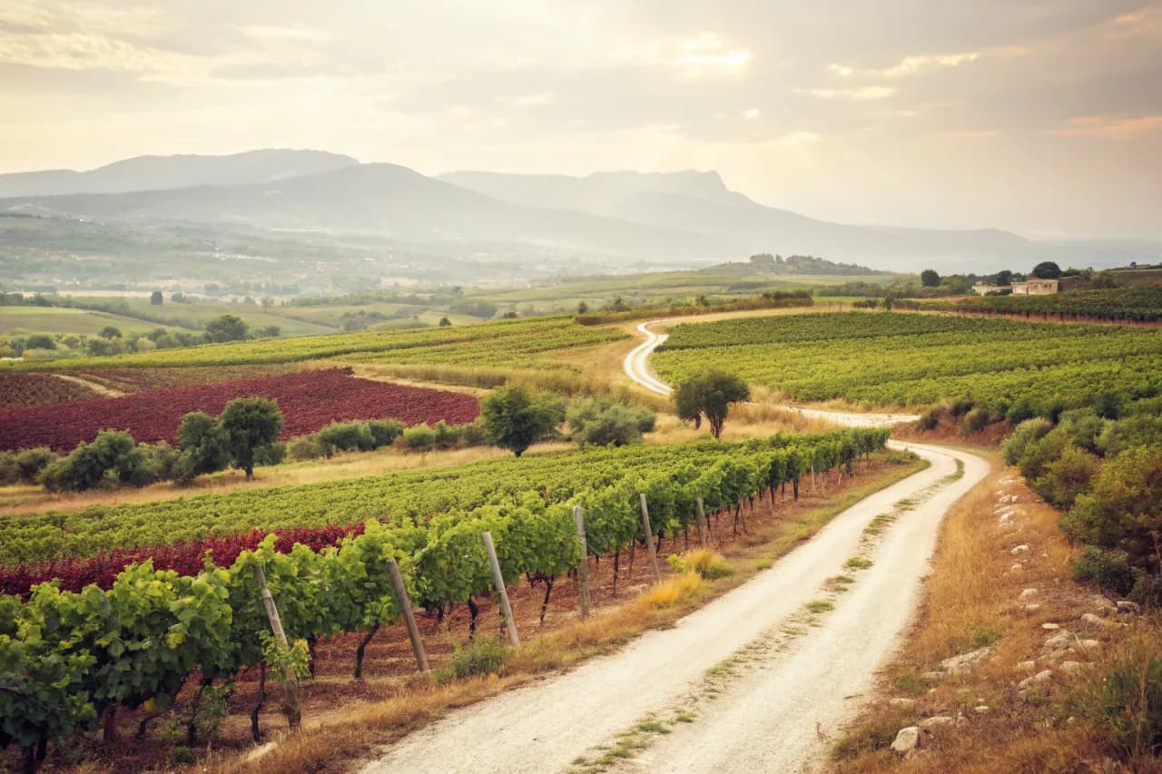 Vineyards of Peloponnese