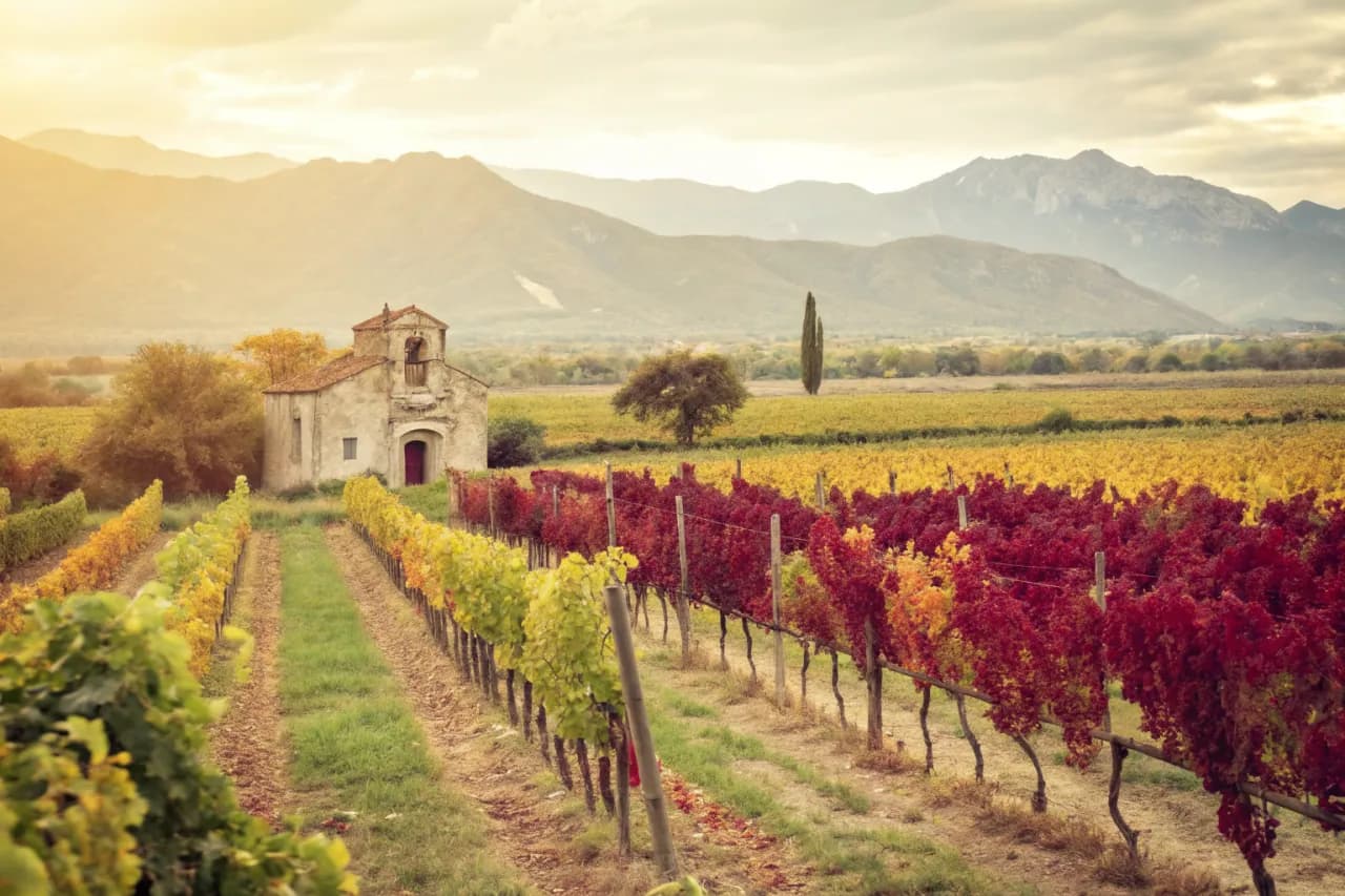 Vineyards of Salta (Cafayate)