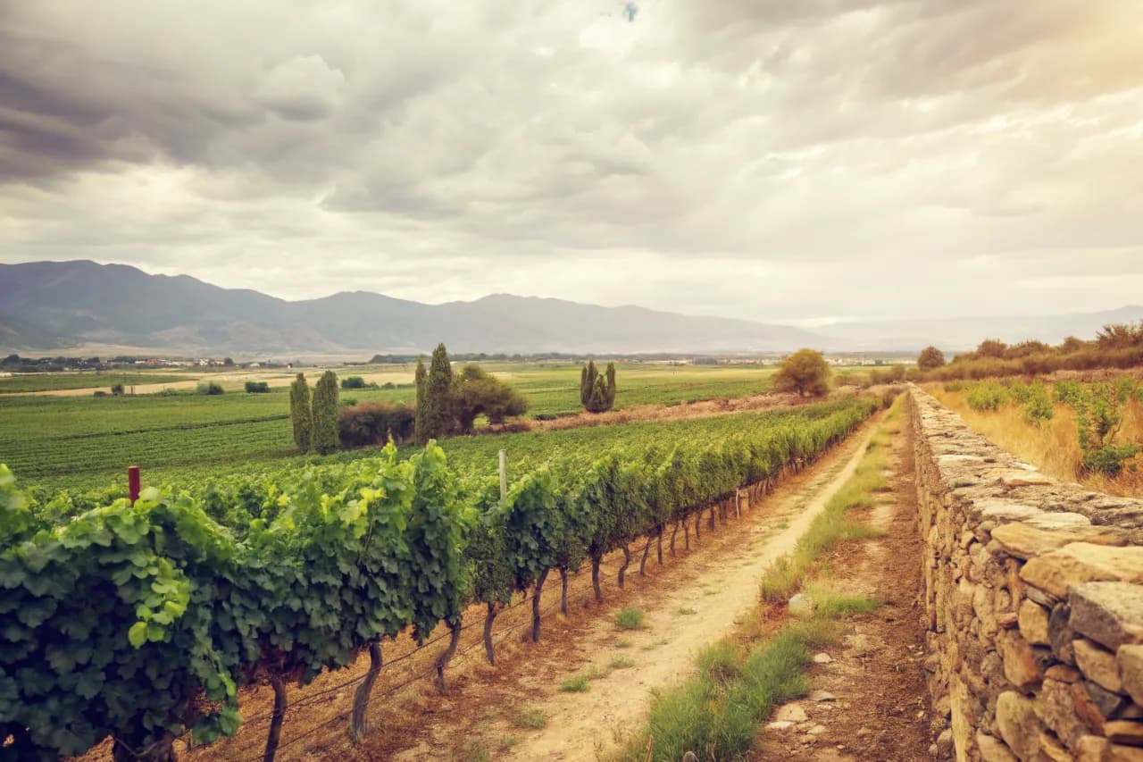 Vineyards of Uco Valley