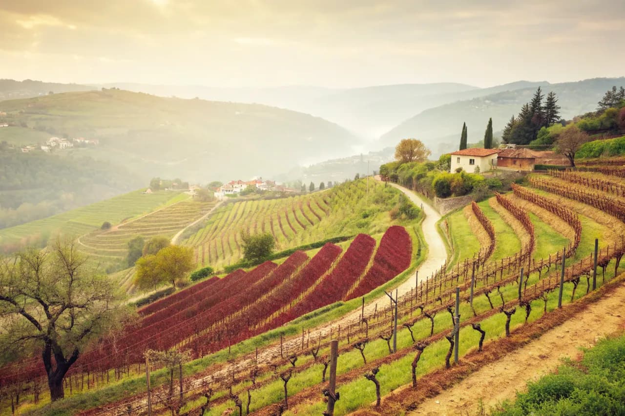 Vineyards of Vinho Verde
