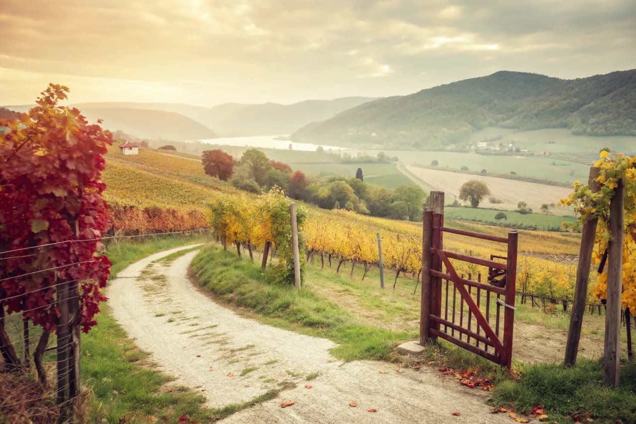 Vineyards of Wachau