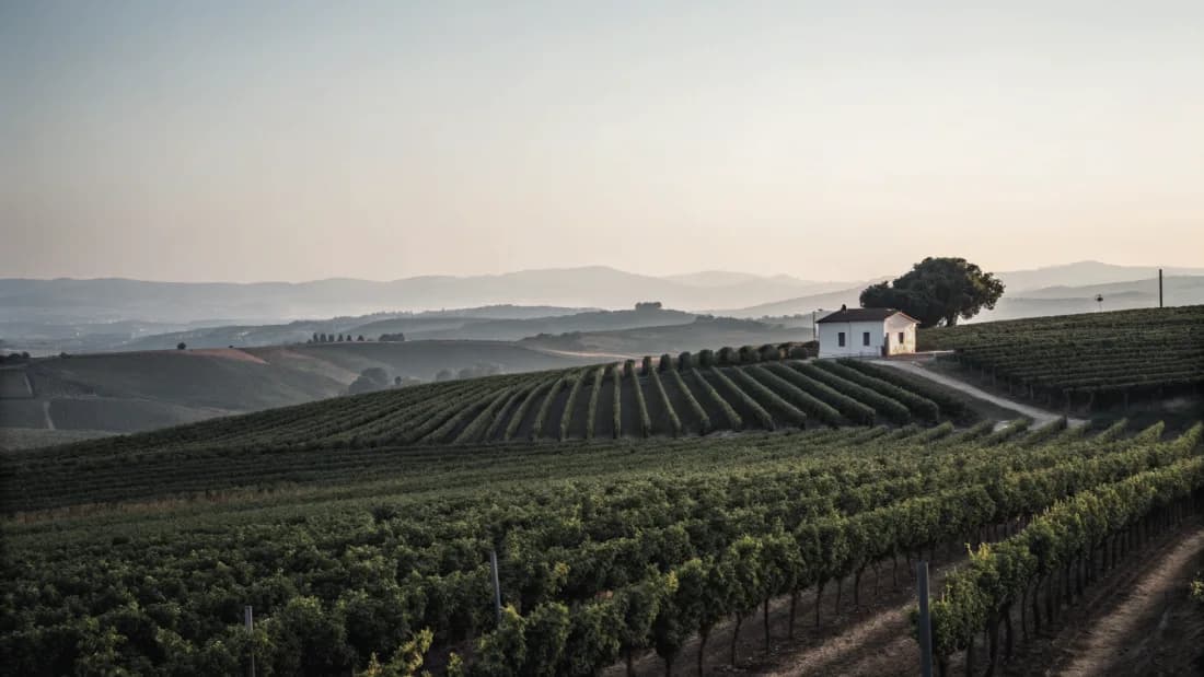 Vineyards of Maldonado