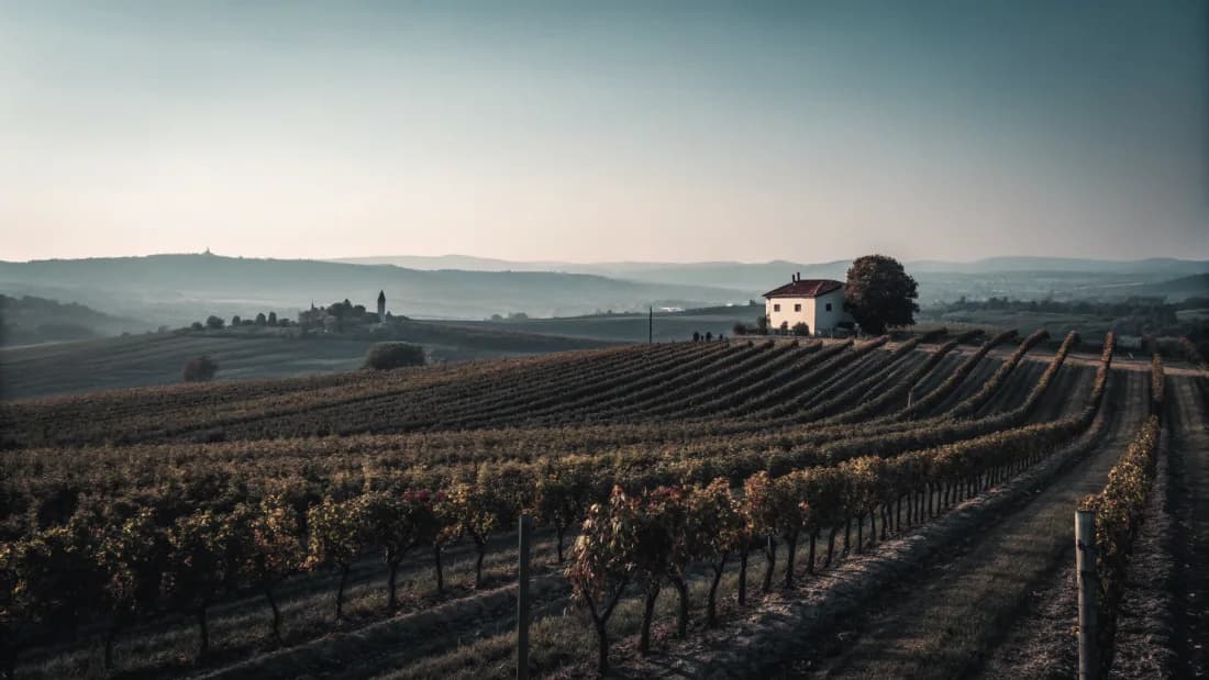 Vineyards of New York