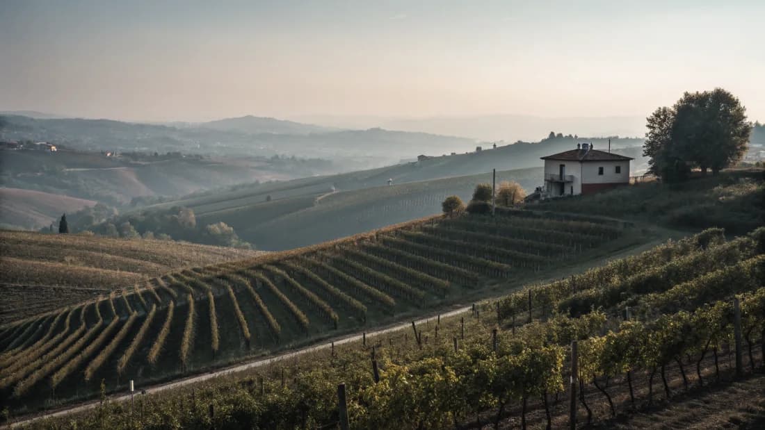 Vineyards of Piedmont