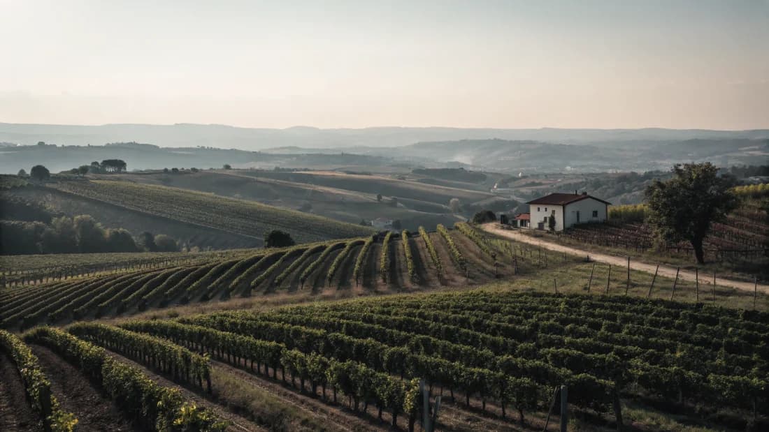 Vineyards of Rías Baixas