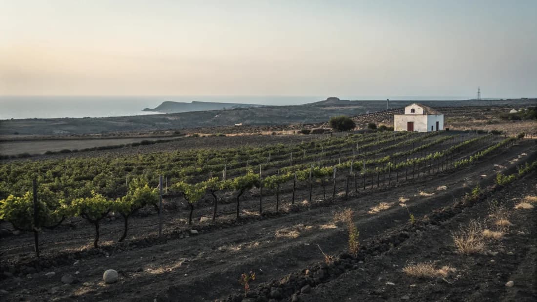 Vineyards of Santorini