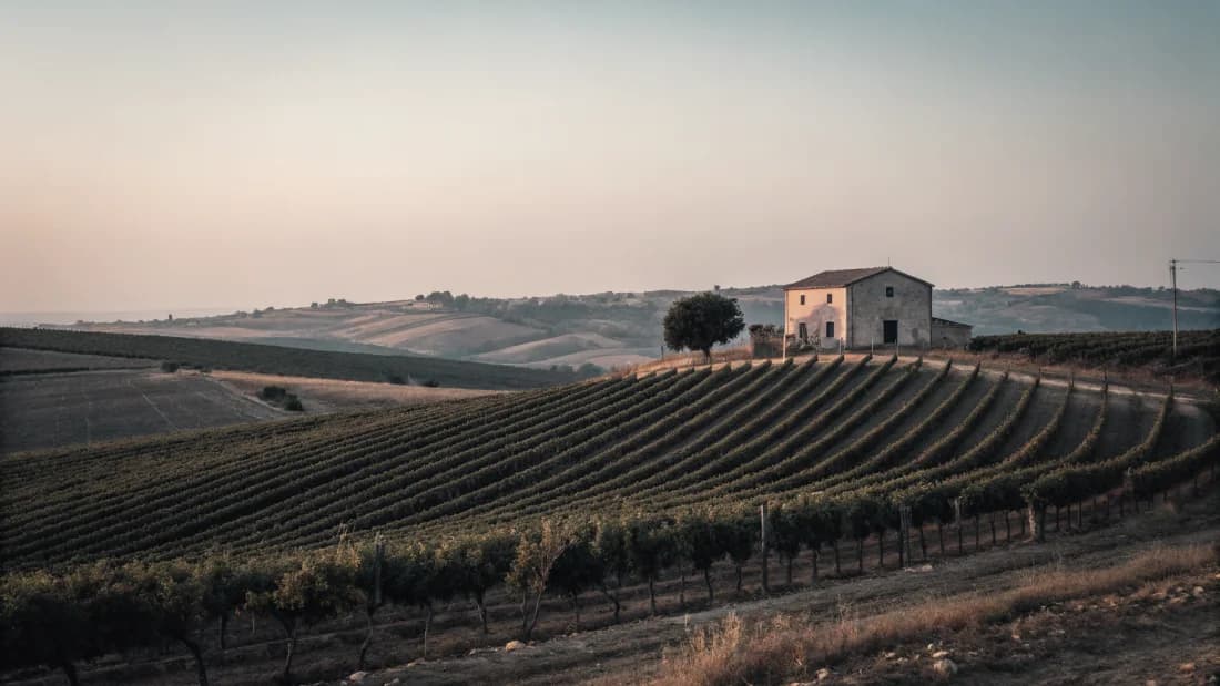 Vineyards of Sicily